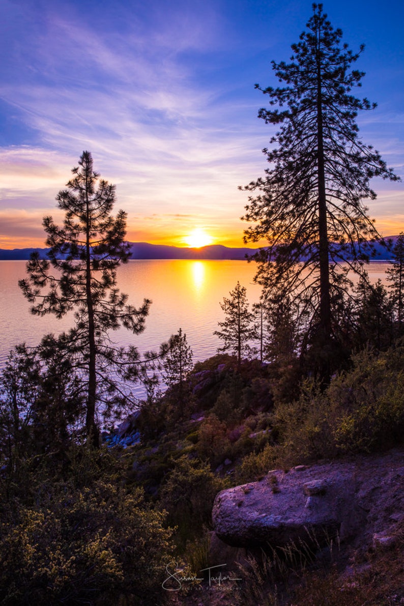 May include: Silhouetted pine trees stand tall against a vibrant sunset over a still lake. The sky is a mix of purple, pink, and orange hues, reflecting on the water's surface.