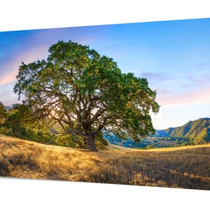 May include: A large, green oak tree stands tall in a field of golden grass. The tree is silhouetted against a blue sky with white clouds. The sun is shining brightly, casting long shadows across the field.