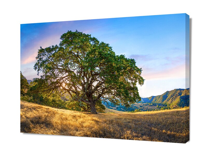 May include: A large, green oak tree stands tall in a field of golden grass. The tree is silhouetted against a blue sky with white clouds. The sun is shining brightly, casting long shadows across the field.