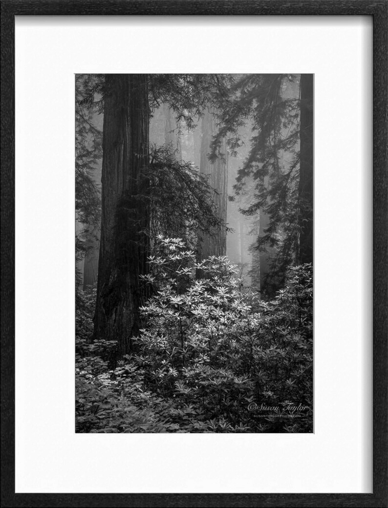 Black and White Redwood Tree Art California Redwood Print Etsy