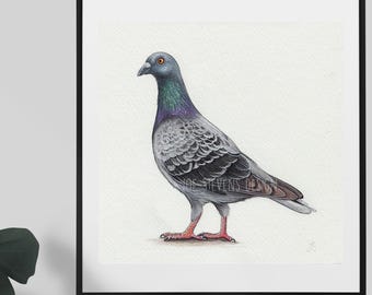 Pigeon Bird Original Acrylic Painting: British Garden Wildlife Art (6x6")