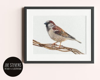 House Sparrow Bird Original Illustration - A5 watercolour painting on Watercolour Paper, Hand painted garden bird