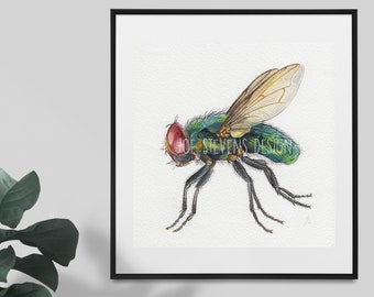Fly Watercolour Painting - 6x6" Original Painting on watercolour Paper, insect art, entomology