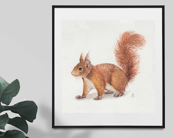 Red Squirrel Original Illustration - 6x6 watercolour and ink painting on Watercolour Paper, baby squirrel, british wildlife, squirrel gift