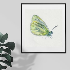Green-veined White Butterfly Original Watercolour Painting - 6x6&quot; Wall Art