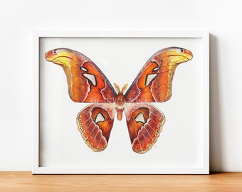 Atlas Moth Watercolour Painting - A4 Original Painting, Attacus Atlas, moth collection, entomology, Hand painted