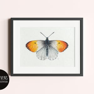 Orange-Tip Common Butterfly Original Painting: A5 Watercolour & Ink, British Wildlife
