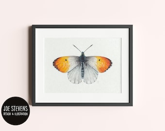 Orange-Tip Common Butterfly Original Painting: A5 Watercolour & Ink, British Wildlife