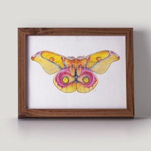 Madagaskar Pink Bullseye Moth Originalgemälde | Handgemaltes A5 Aquarell Kunst | Seidenmotte Illustration | Schmetterling und Motten Kollektion