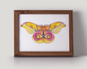 Madagascar Pink Bullseye moth Original Painting - A5 Watercolour Painting, silk moth, moth collection, Butterfly art