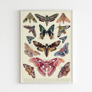 Motten Sammlung, Motten Species Druck, Entomologie Poster, bunte Insekten Wandkunst - A3 Print | A2 Druck
