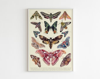 Collection de papillons de nuit, impression d'espèces de papillons de nuit, affiche d'entomologie, art mural coloré d'insectes - impression A3 | Impression A2