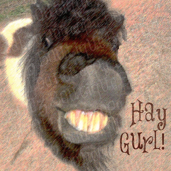 Hay Gurl, Hey Girl, mini cheval drôle, Téléchargement instantané PNG, sublimation, conception de gobelet, fesses de grange, conception de poney, conception de cheval miniature, grange