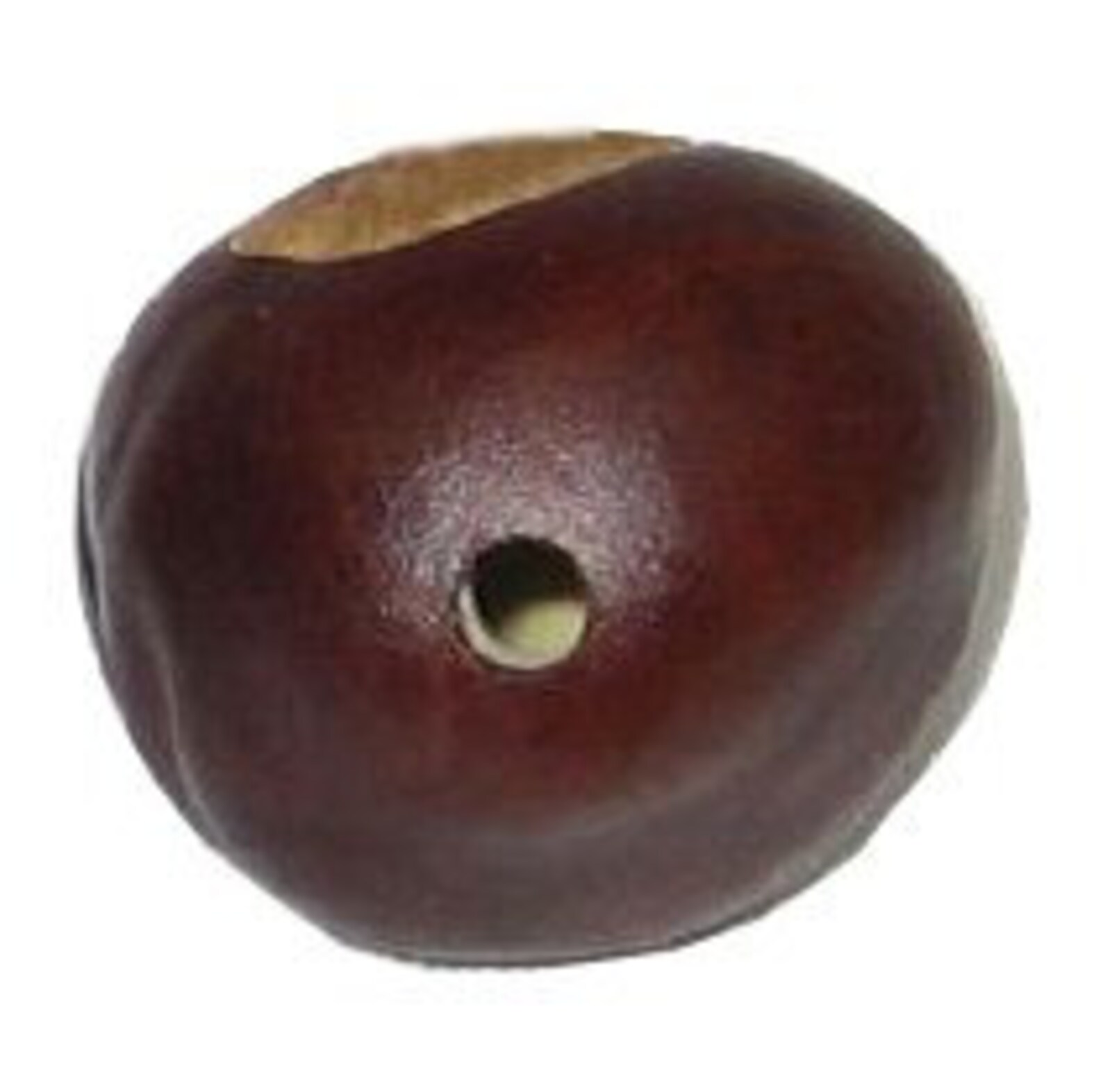 25 Predrilled Nickel Size Buckeye Nuts Etsy