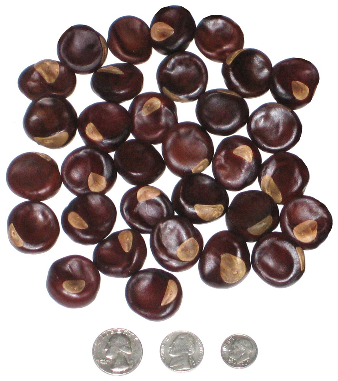 Buckeye Nuts Thirty Dimpled Buckeyes Quarter Size & Larger Etsy