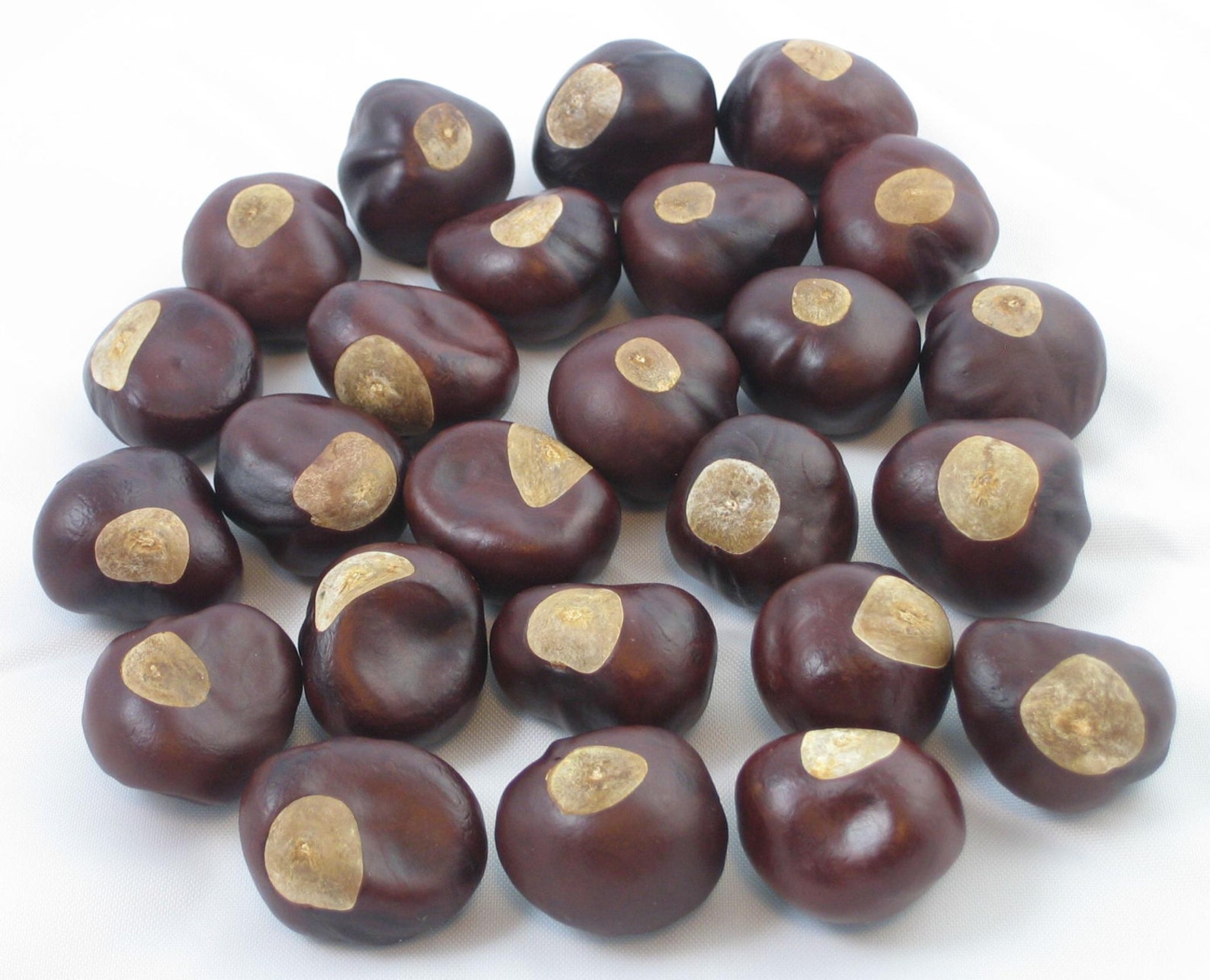 25 Nickel Size Buckeye Nuts Etsy