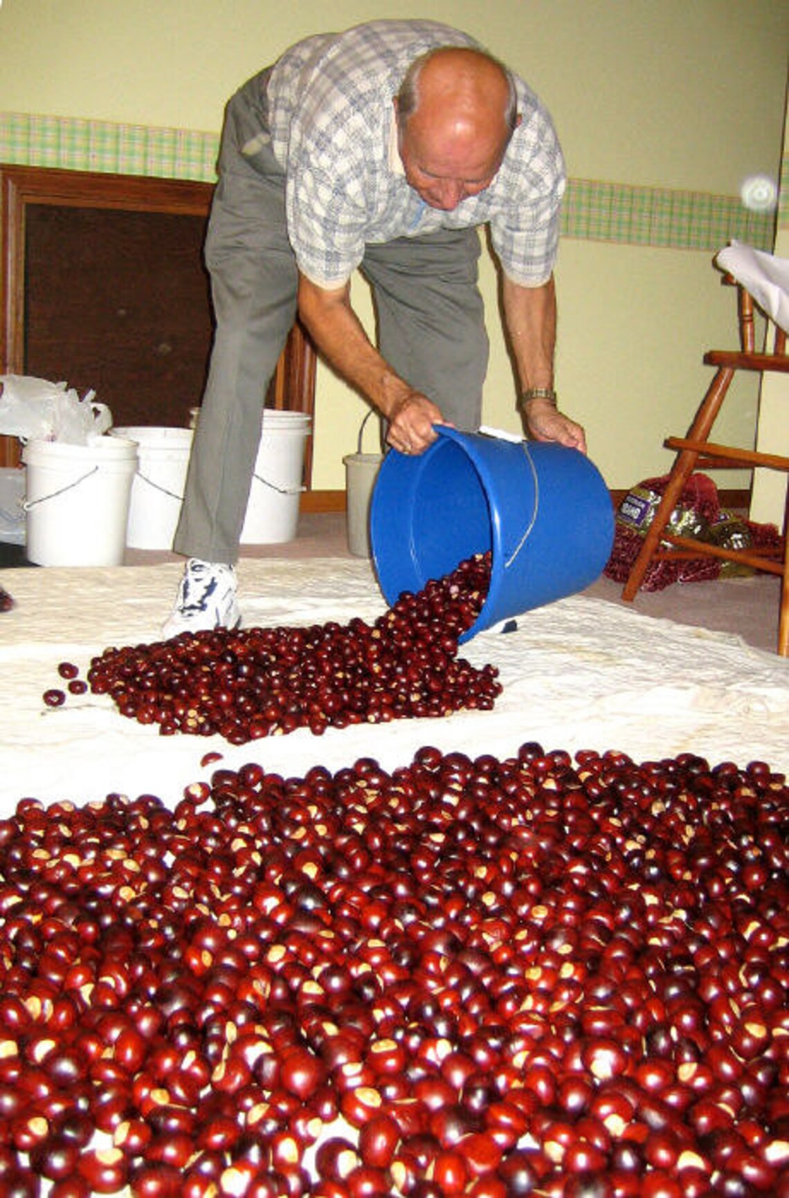 25 Predrilled Nickel Size Buckeye Nuts Etsy