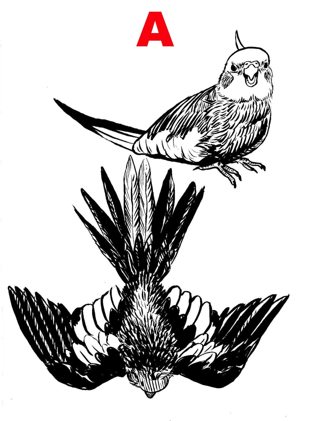 Cockatiel and Budgie Original Ink Drawings Etsy