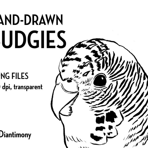 Hand Drawn Ink Budgie Bird Clipart