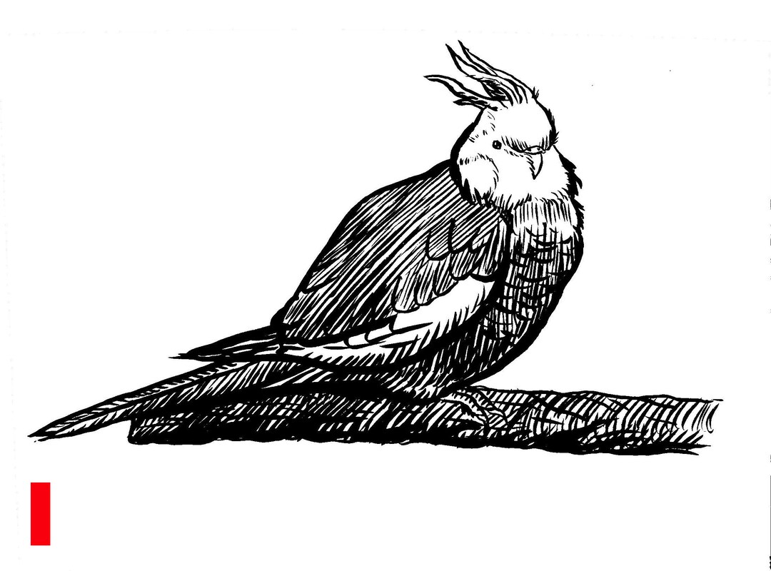 Cockatiel and Budgie Original Ink Drawings Etsy