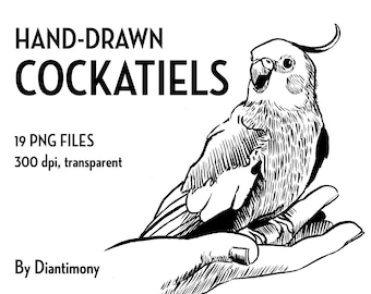 Hand Drawn Ink Cockatiel Bird Clipart