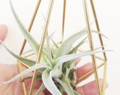 Medium Hanging Geometric Planter /  Air Plant Included / Available in Copper , Aluminum and Brass