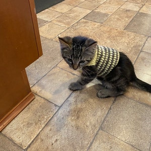 May include: A tabby kitten wearing a yellow and brown knitted sweater sits on a tiled floor. The kitten is looking down at the floor.