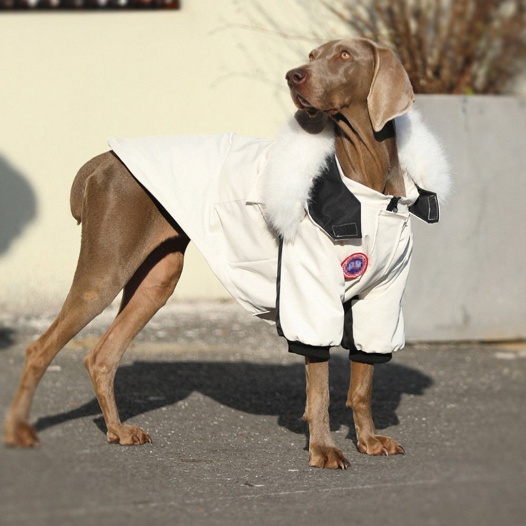 Dog Waterproof Jacket, Dog Winter Padded Jacket, Warm Dog Clothing