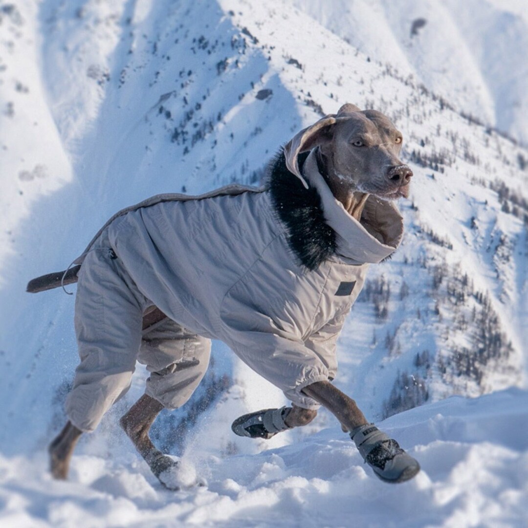 Dog Down Jacket, Dog Winter Thickened Coat, Warm Dog Clothing, Large