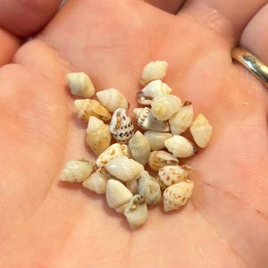 25-50 pc. Momi Shells from Kaua’i, Hawai’i