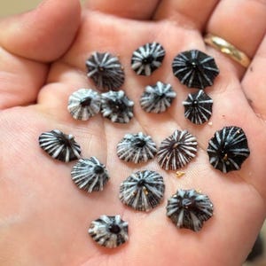 Hawaiian Opihi false Limpet Shells |  Craft Jewelry Supply (8mm-15mm)