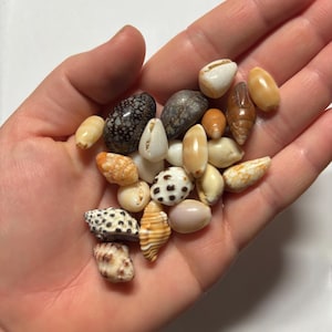 Conjunto de 20 conchas marinhas pequenas variadas de Kaua'i, Havaí.