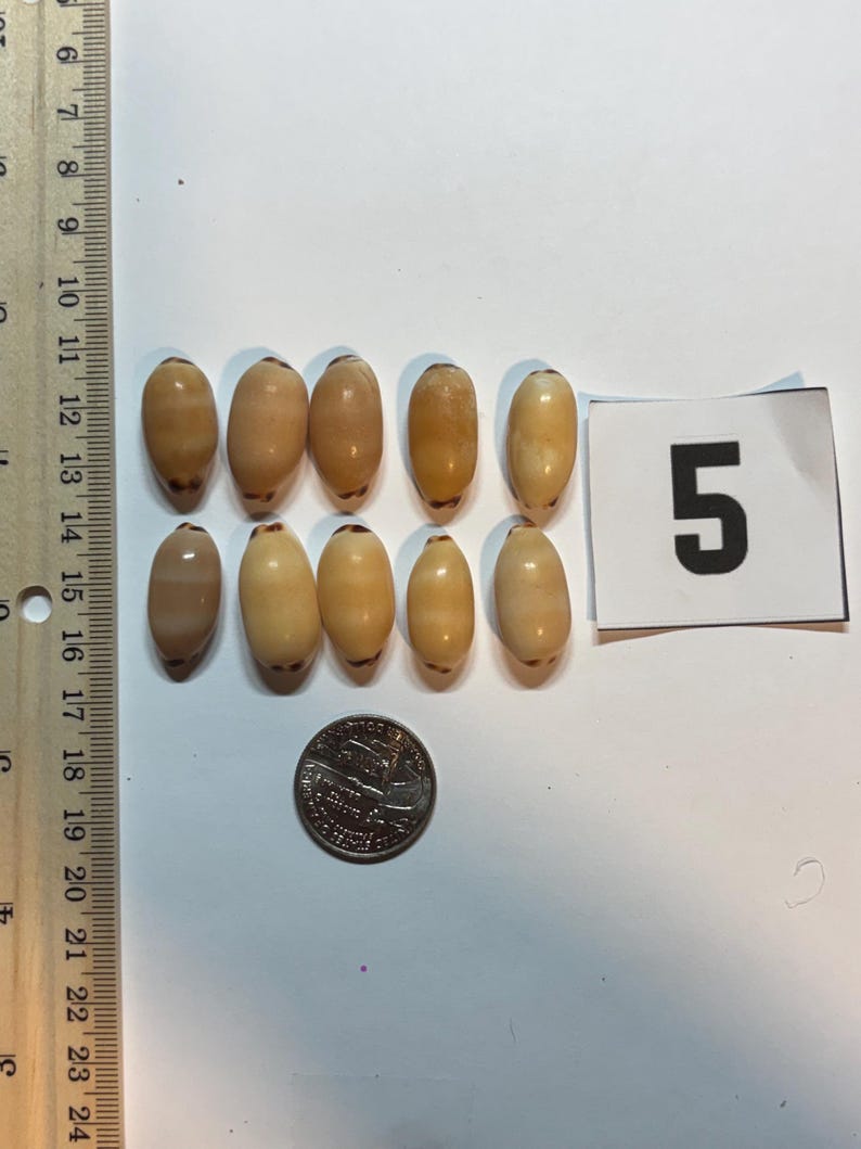 Rare Hawaiian Isabella Cowrie Sea Shells From Kaua’i for Craft or ...