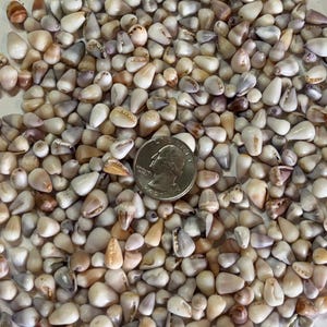 May include: A close-up of numerous small seashells, predominantly white, tan, and brown, with a quarter coin for scale. The shells are cone-shaped and appear smooth. The image suggests a natural collection of shells, possibly for decorative purposes or crafts.