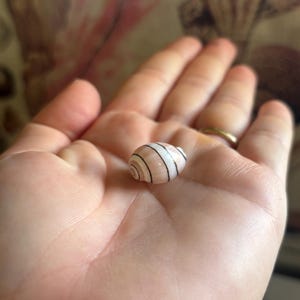 May include: A small, smooth, oval-shaped seashell with a pale pinkish-beige base colour, featuring distinct, thin, dark brown horizontal bands wrapping around its surface. The shell has a spiral pattern at one end and a glossy, polished texture.