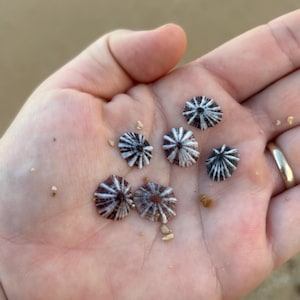 May include: Six small, conical limpet shells resting in a palm. Each shell features a distinct radial pattern of dark brown or black stripes alternating with white, converging at a central point, with jagged, irregular edges along the perimeter.