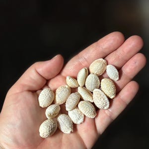 Puede incluir: Una colección de pequeñas conchas marinas de color blanco roto, de forma ovalada y con una superficie texturizada y rugosa. Cada concha presenta una distintiva ranura longitudinal en el centro, característica de las conchas tipo cauri.