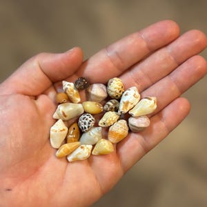 20-25pc. Mixed Small Sea Shells from Kaua’i, Hawai’i
