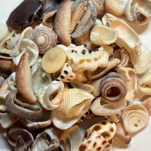 Mixed Broken Shells and Sea Glass Pieces (4-20mm) – Kauai Beach Finds