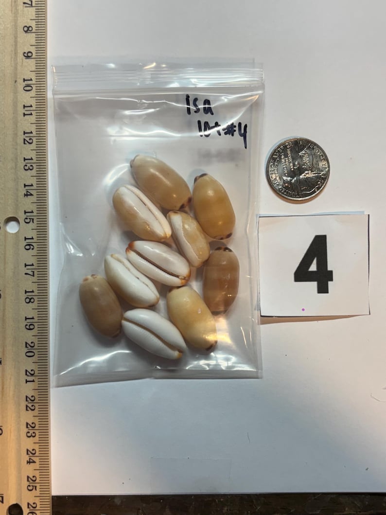 Rarest Cowrie Shell Rare Hawaiian Isabella Cowrie Sea Shells From Kaua’i for Craft or ...