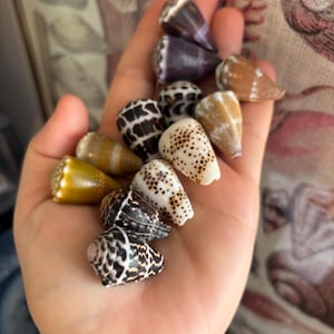 May include: A collection of small cone shells in various colors and patterns, including dark purple, brown, tan, and white with black spots or intricate geometric markings, held together in a cluster to display their diverse textures.