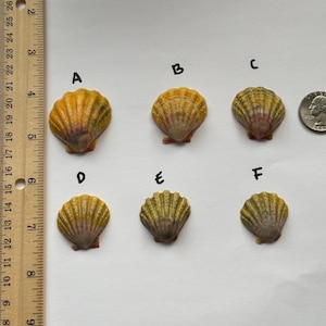 May include: Six seashells of varying sizes and colors are arranged on a white surface. The shells range in color from yellow to green and have a fan-like shape. A ruler and a quarter are placed next to the shells for size comparison.