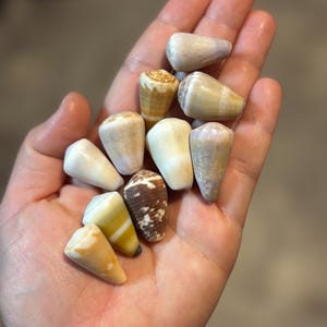 May include: A collection of cone-shaped seashells in various colors, including white, tan, brown, and yellow. The shells are held in a hand, showcasing their natural textures and patterns. The shells vary in size and have a smooth, polished appearance.