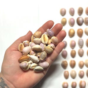 Puede incluir: Un puñado de conchas marinas variadas en tonos beige, crema y lavanda. Las conchas se sostienen en una mano, con conchas adicionales dispuestas sobre una superficie blanca. Las conchas varían en tamaño y forma, con una apariencia lisa y pulida.
