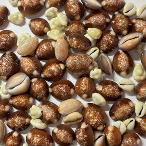 Puede incluir: Una colección de conchas marinas variadas, incluyendo cauris marrones con patrones moteados blancos, pequeñas conchas blancas y conchas de color beige. Las conchas están dispersas, mostrando sus texturas y colores naturales.