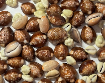 May include: A collection of various seashells, including brown cowrie shells with white speckled patterns, small white shells, and tan shells. The shells are scattered, showcasing their natural textures and colors.