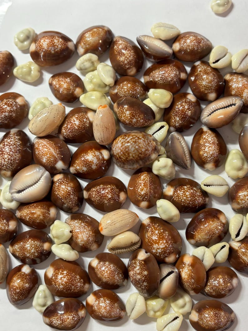 Hawaiian Cowrie Sea Shells From Kaua’i for Jewelry, Craft or Collecting ...
