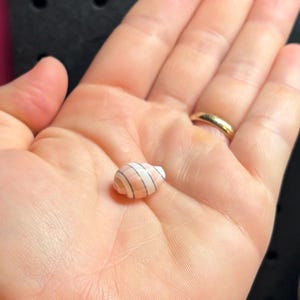 One Rare Pink Swollen Bubble shell | Found in Hawai’i
