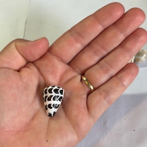 Może przedstawiać: Mała, stożkowata muszla z czarno-białym wzorem. Muszla jest trzymana w otwartej dłoni, prezentując jej rozmiar i skomplikowany wzór. Powierzchnia muszli ma błyszczący wygląd, podkreślając naturalne piękno oceanu.