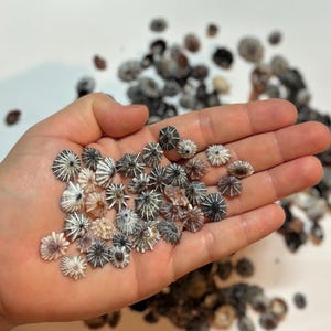 May include: A collection of small, conical limpet shells in shades of grey, brown, and white. Each shell features a distinct radial pattern of ridges extending from the center to the scalloped edges, showcasing natural variations in color and texture.